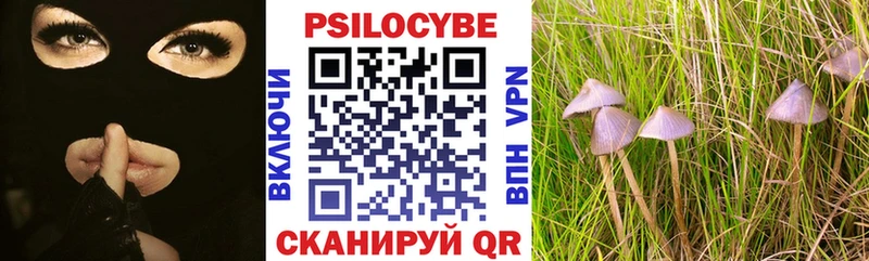 Псилоцибиновые грибы Psilocybine cubensis  Мурманск 